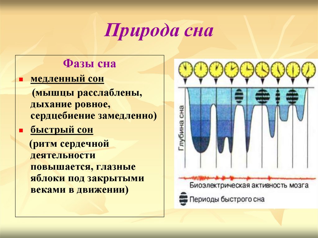 Урок биологии 8 класс сон и бодрствование презентация