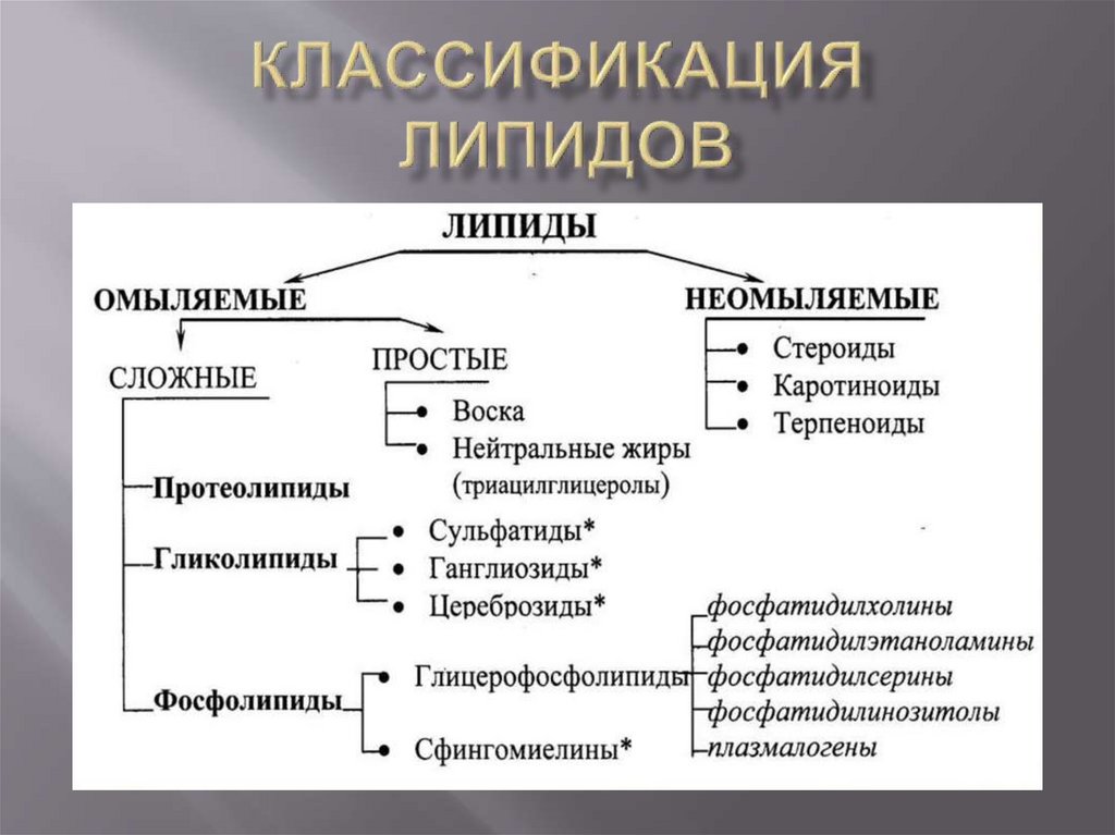 Классификация липидов