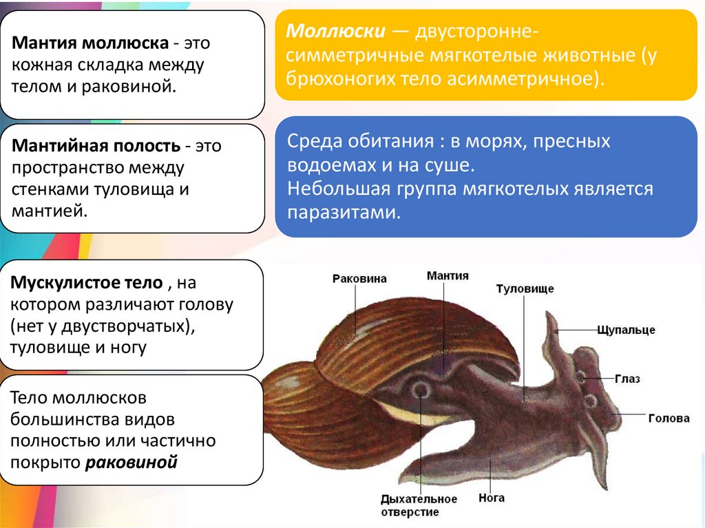 Группа моллюски представители. Разнообразие моллюсков. Разнообразие моллюсков схема. Тип моллюски одностворчатые.