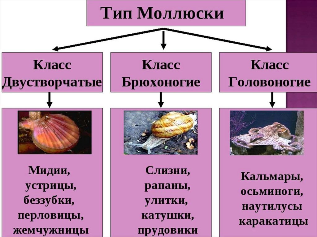 Тип моллюски схема