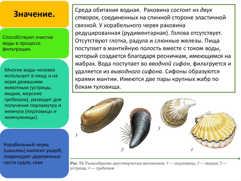 Краткий конспект тип моллюски