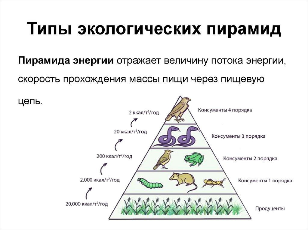 Биомасса каждого трофического уровня. Экологическая пирамида и ее типы(пирамида чисел,биомасс,энергии). Экологическая пирамида это в биологии 11 класс. Пищевая экологическая пирамида. Трофический уровень экологической пирамиды.