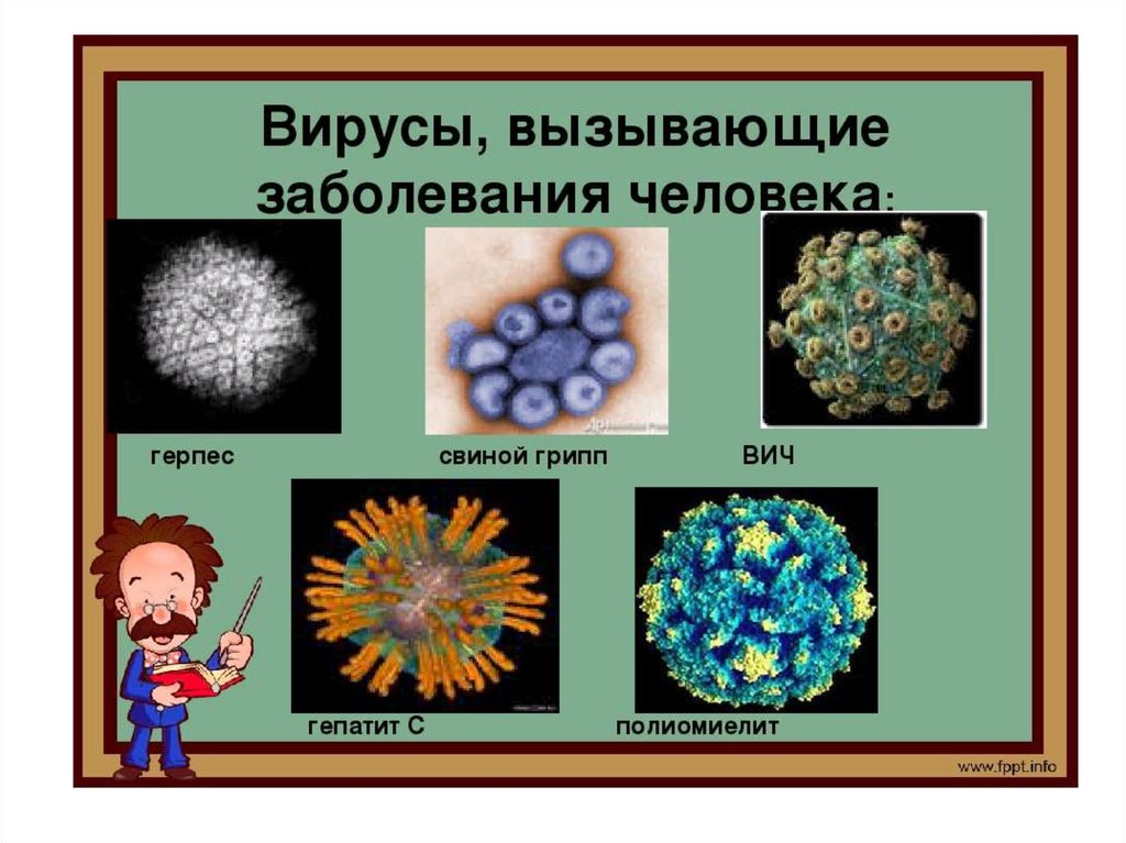 Вирусы вызывают различные заболевания. Вирусы различных заболеваний. Самые распространенные вирусы. Видовые названия вирусов. Вирусы вызывающие заболевания человека.