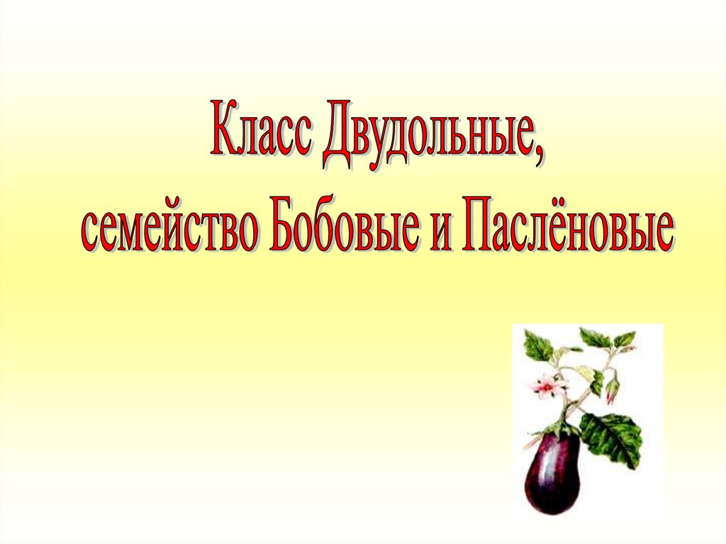 Семейство Пасленовые презентация. Двудольные семейство Паслёновые. Пасленовые и бобовые. Двудольные семейство Пасленовые строение.