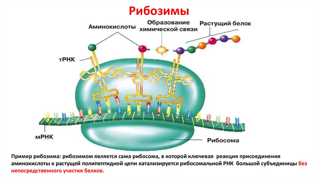 Молекула рибосомы