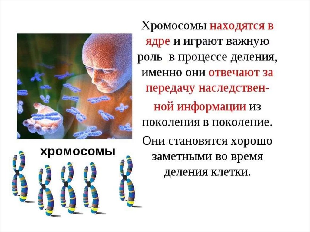 Передача наследственных. Роль хромосом в делении клеток. ДНК И хромосомы. ДНК хромосомы гены.