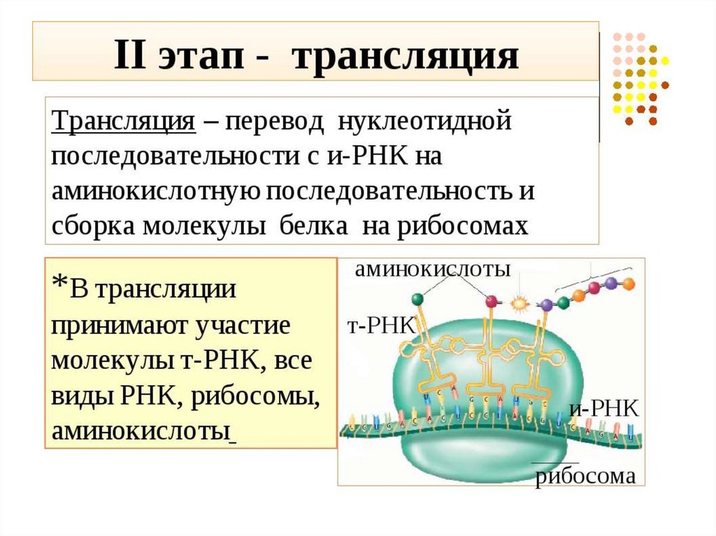 Определите первичную структуру синтезируемого белка