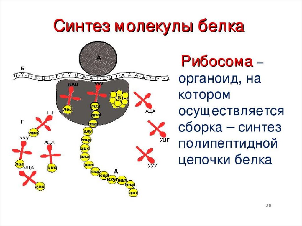 Рибосома биосинтез белка. Схема синтеза белка в рибосоме. Синтез белка на рибосомах. Функции рибосом Синтез белка. Схема синтеза белка в рибосоме 9 класс.