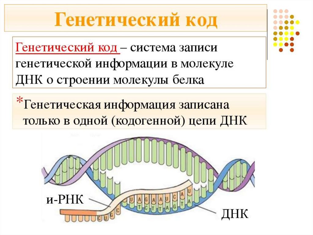 Синтез белка презентация 10 класс биология