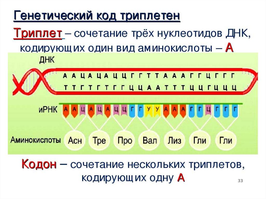 Таблицу биосинтез белка