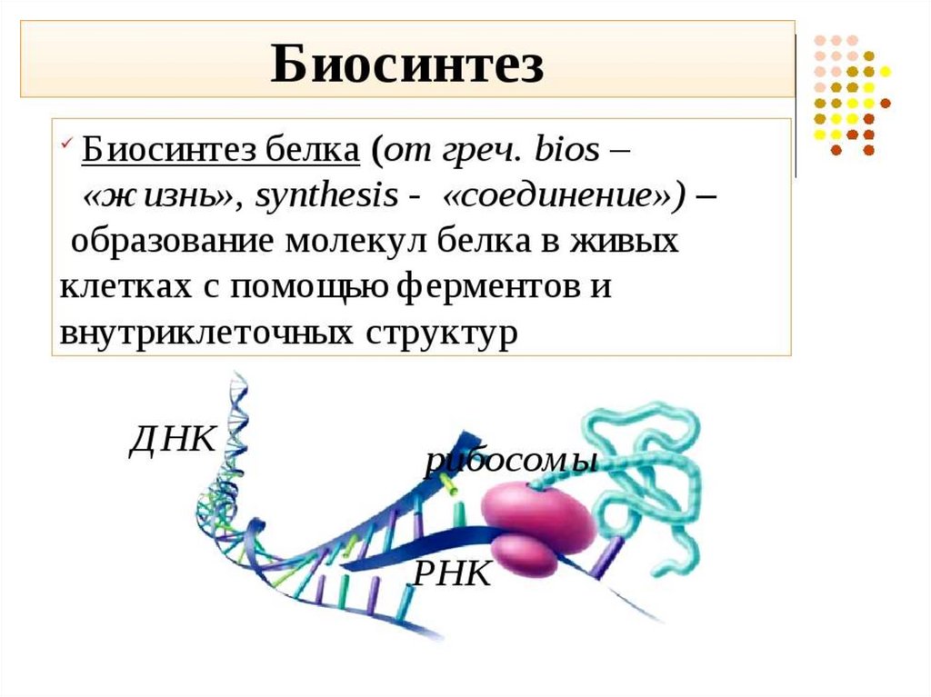 Участки биосинтеза белка