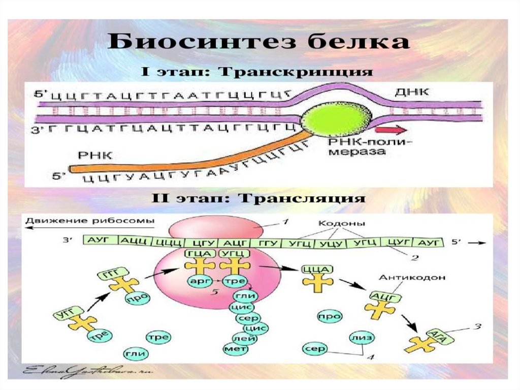 Образование белка транскрипция
