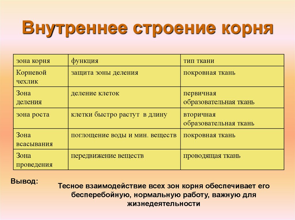 Особенности строения зоны растения. Внутреннее строение корня таблица. Таблица клеточное строение корня 6 класс биология. Внутреннее строение корня 6 класс таблица биология. Внутреннее строение корня зона деления функции.