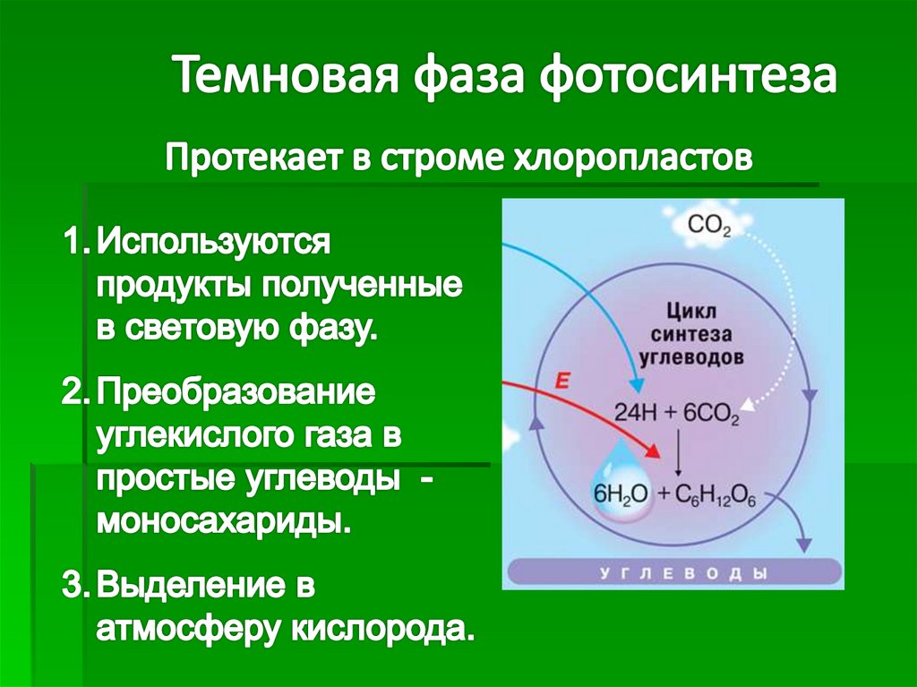 Световая фаза фотосинтеза. Стадии фотосинтеза.