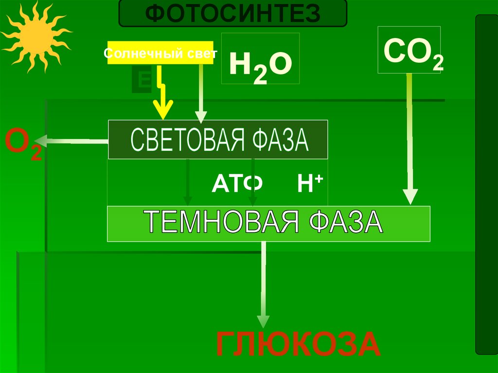 Темновая фаза фотосинтеза схема. Схема фотосинтеза ЕГЭ. Результатом световой фазы являются