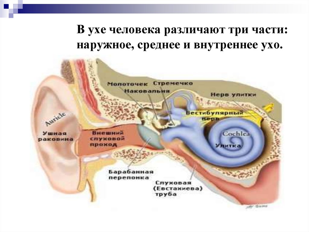 В ухе человека различают три части: наружное, среднее и внутреннее ухо.