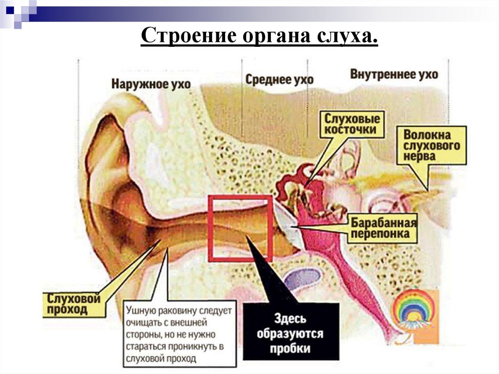 Строение органа слуха.