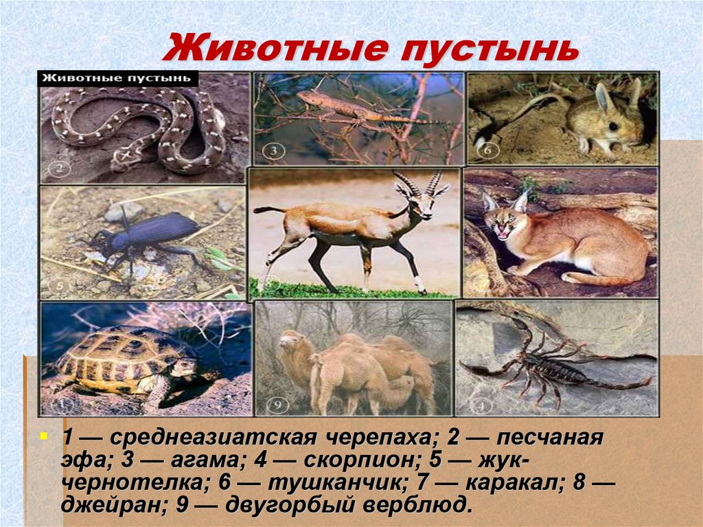 Какие животные обитают в пустынях и полупустынях. Животные пустынь и полупустынь в России. Пустыни и полупустыни животный мир. Зона пустынь и полупустынь животный мир. Животные зоны пустыни России.