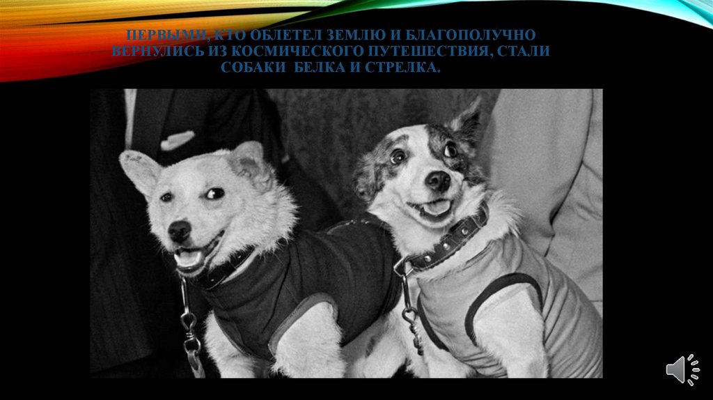 Первыми, кто облетел землю и благополучно вернулись из космического путешествия, стали собаки Белка и стрелка.