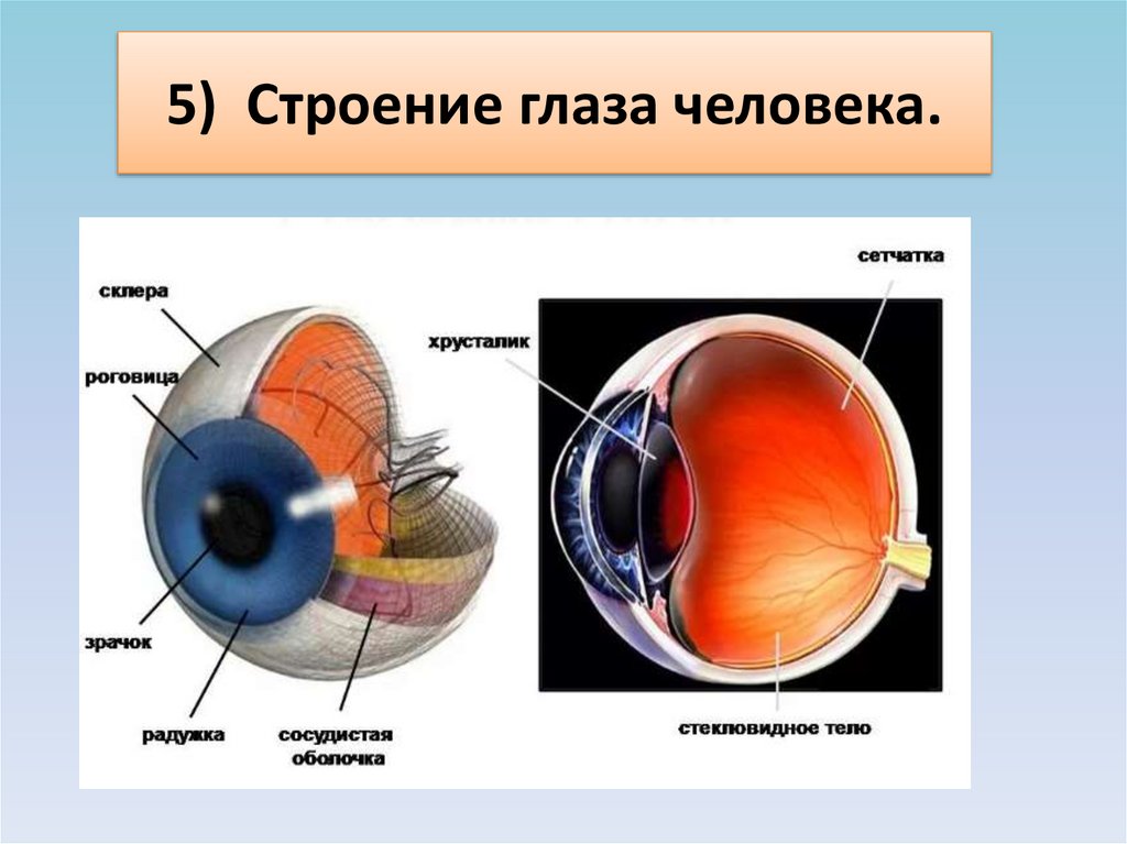 Строение глаза человека 8 класс. Строение глаза анатомия. Схема строения глаза. Строение глаз насекомых. Строение глаза фото с описанием.