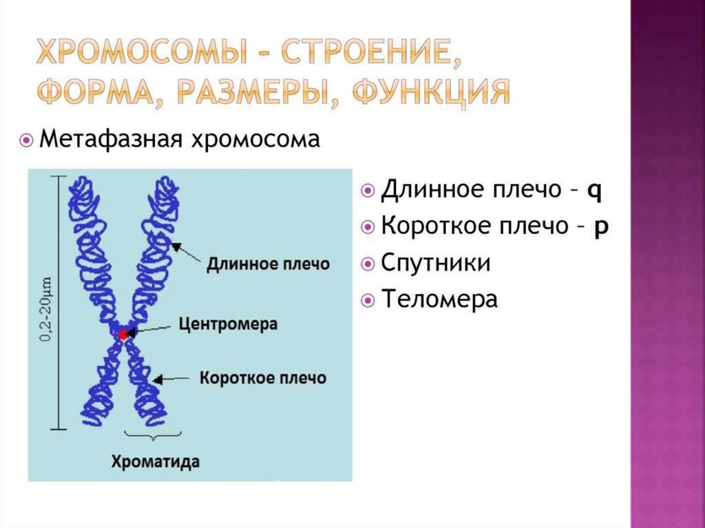 Изменение строения хромосом. Строение метафазной хромосомы. Схема строения метафазной хромосомы. Структура и строение хромосом. Структурная организация метафазной хромосомы.