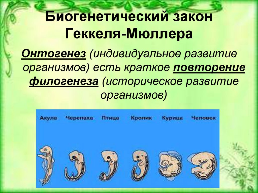 Презентация этапы эволюции органического мира 7 класс пасечник линия жизни