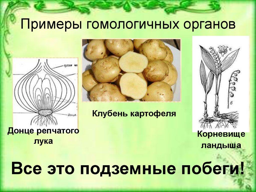 У картофеля образуются укороченные подземные побеги округлой. Гомологичные органы примеры. Корневище клубень луковица.