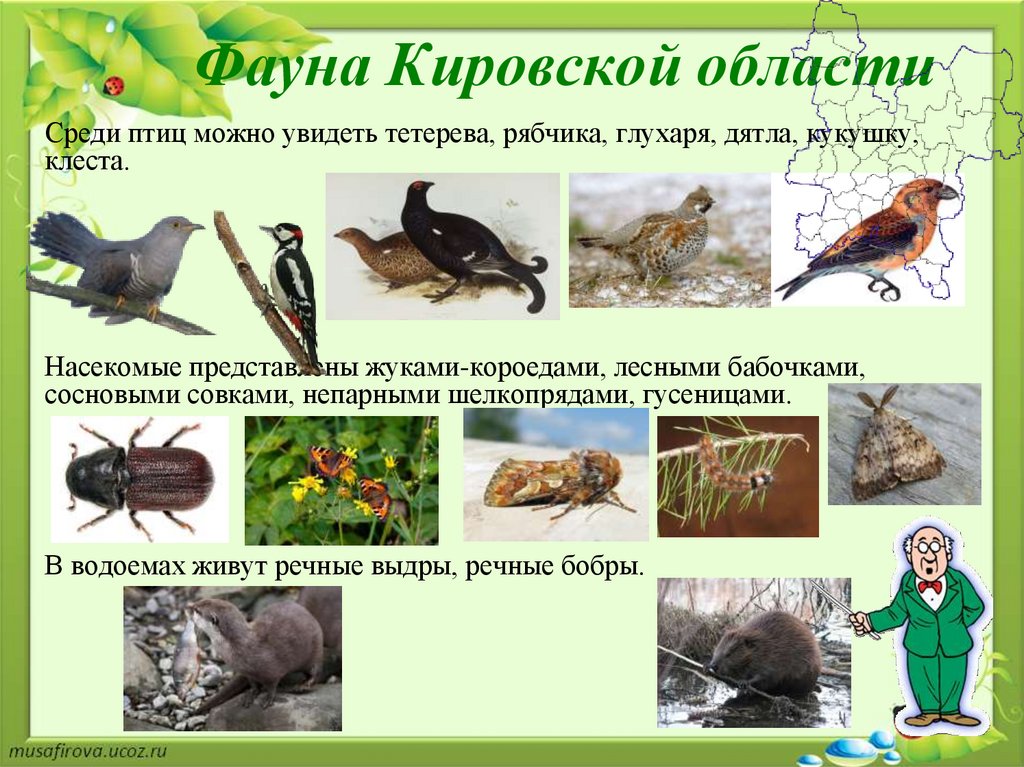 Редкие животные кировской области фото и описание