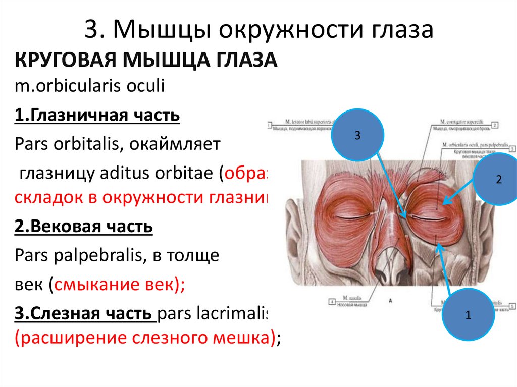 3. Мышцы окружности глаза