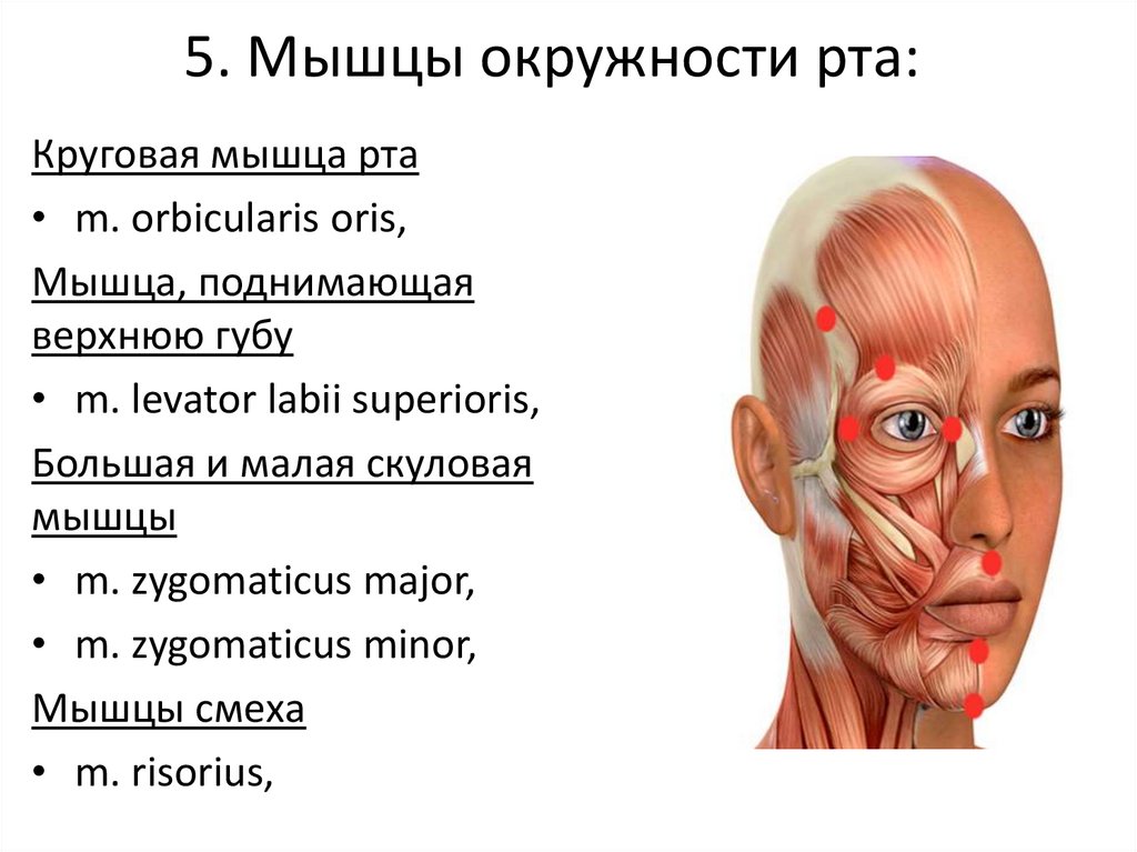 5. Мышцы окружности рта: