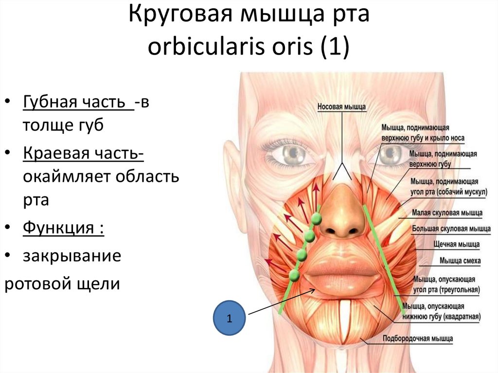 Круговая мышца рта orbicularis oris (1)