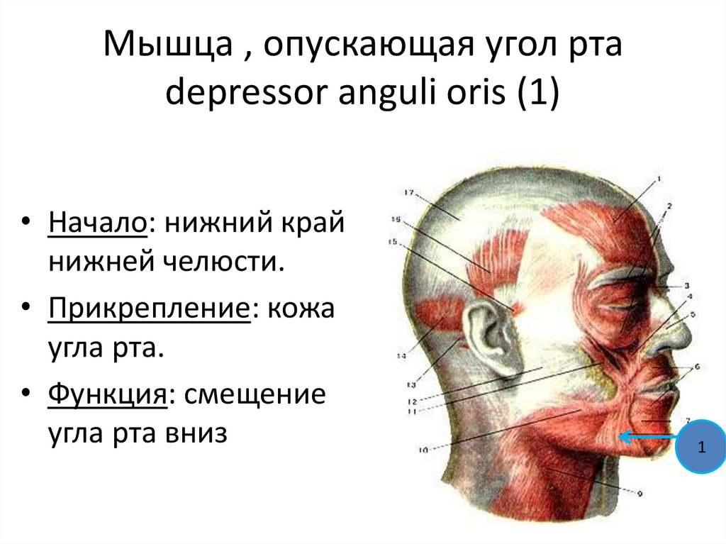 Мышца , опускающая угол рта depressor anguli oris (1)
