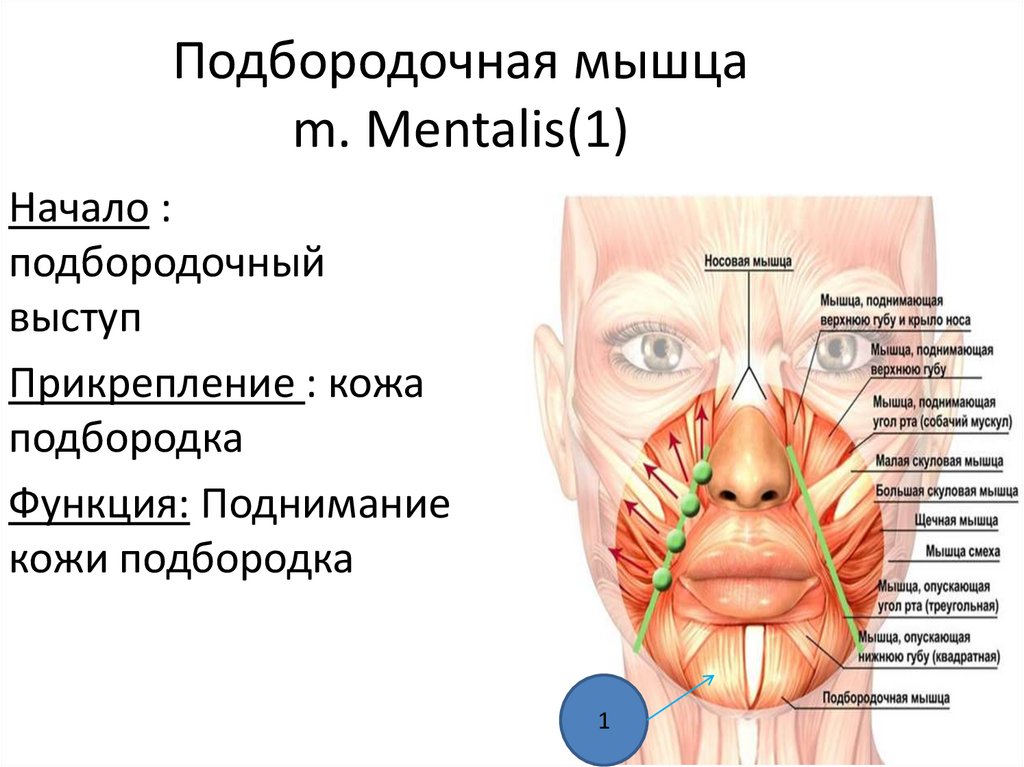 Подбородочная мышца m. Mentalis(1)