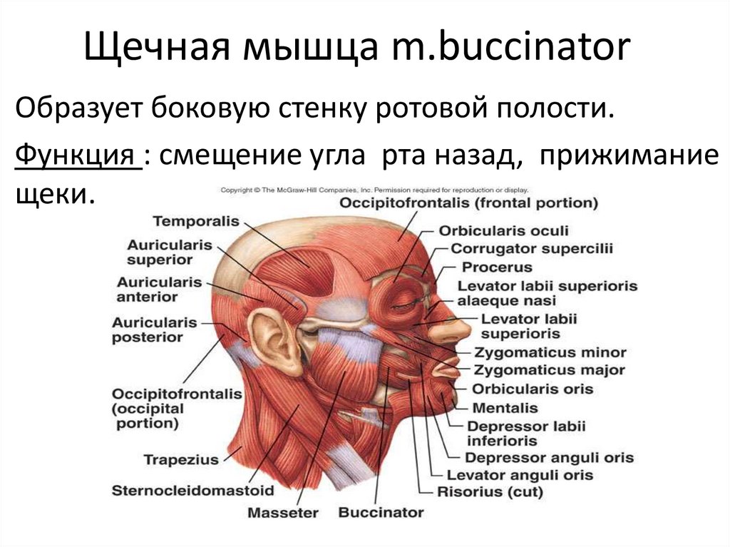 Щечная мышца m.buccinator