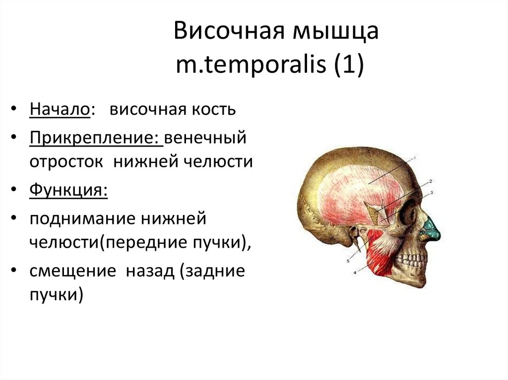 Височная мышца m.temporalis (1)