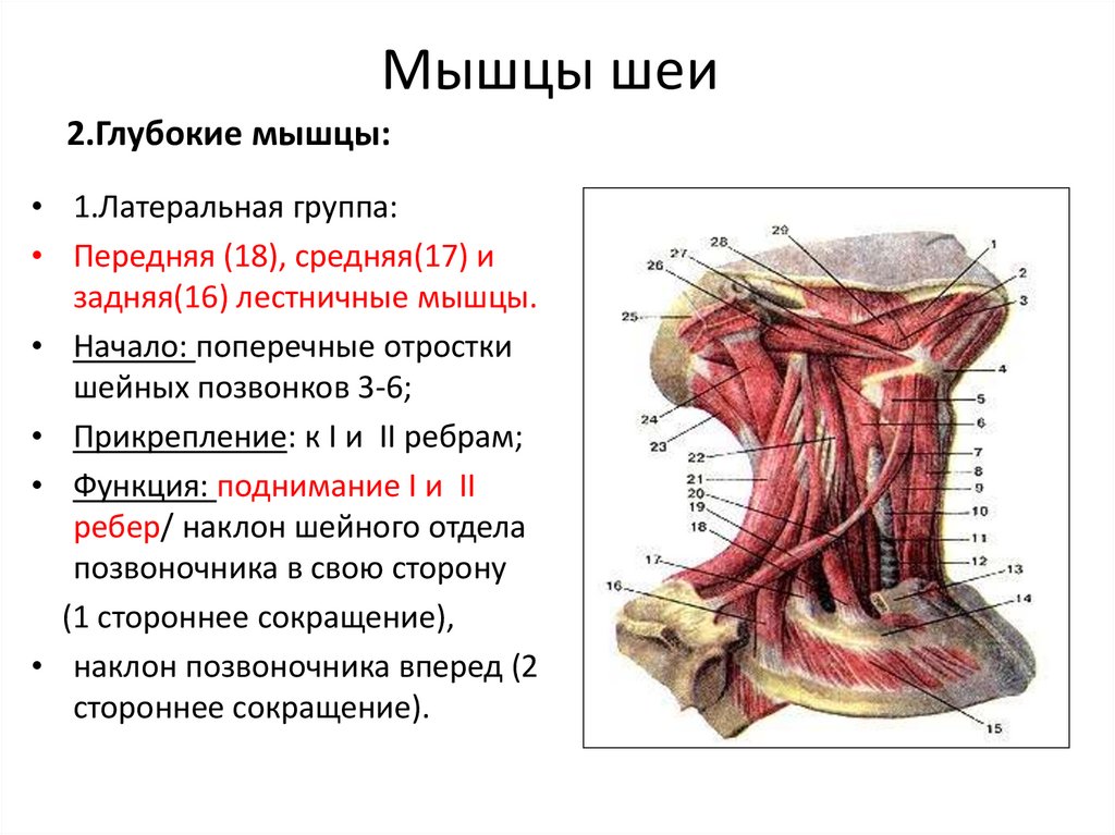 Мышцы шеи