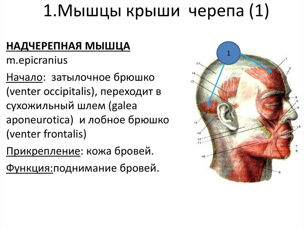 1.Мышцы крыши черепа (1)