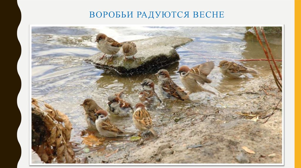 воробьи радуются весне