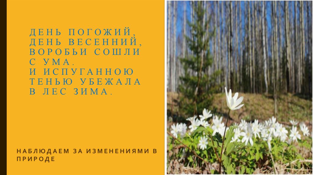 День погожий, день весенний, воробьи сошли с ума. И испуганною тенью убежала в лес зима.