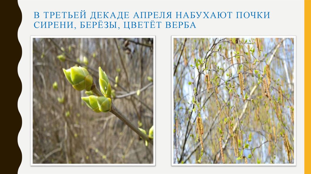 В третьей декаде апреля набухают почки сирени, берёзы, цветёт верба