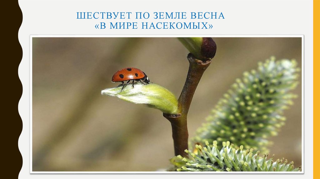 Шествует по земле весна «В мире насекомых»