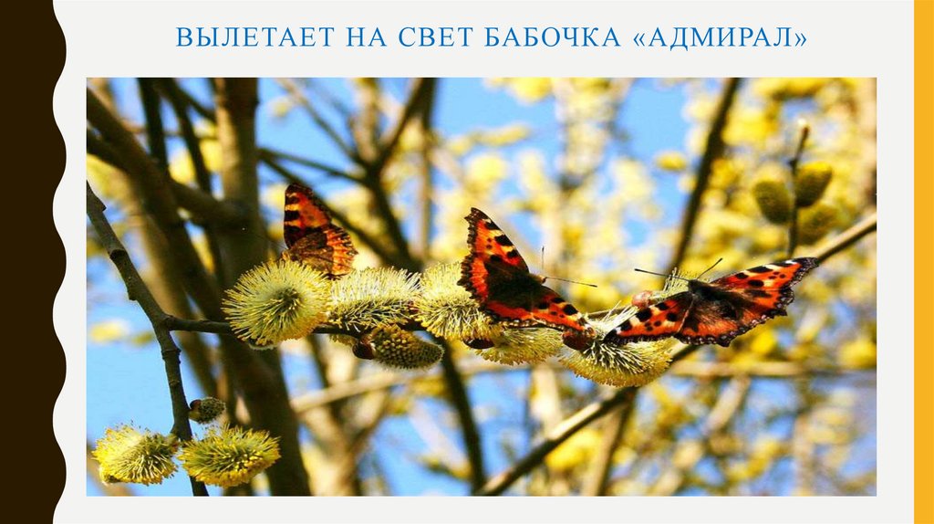 Вылетает на свет бабочка «Адмирал»