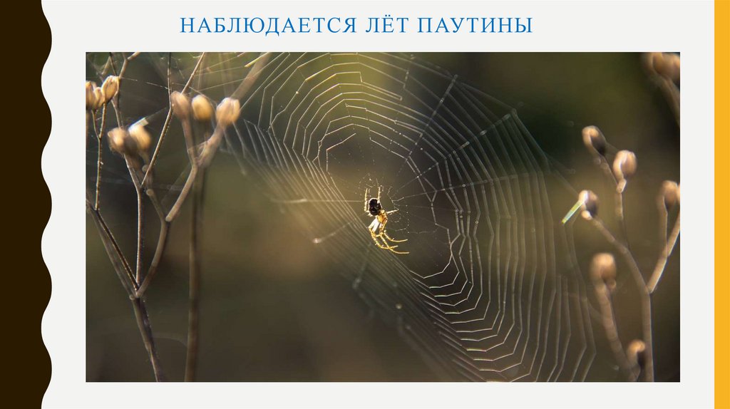 Наблюдается лёт паутины