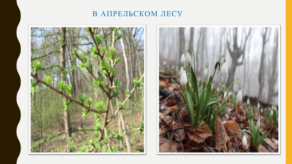 В апрельском лесу