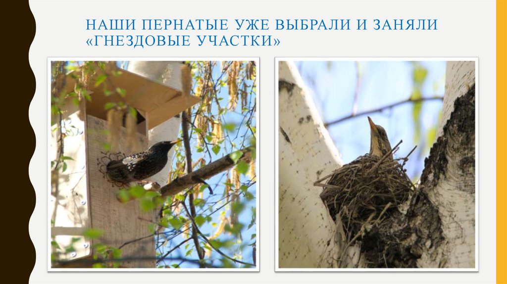 Наши пернатые уже выбрали и заняли «гнездовые участки»
