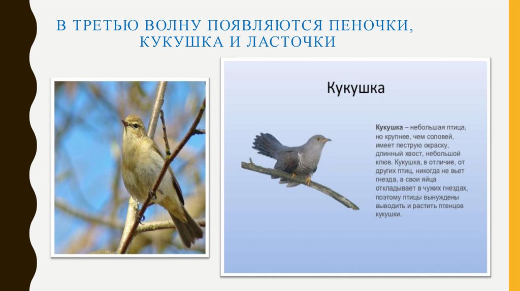 В третью волну появляются пеночки, кукушка и ласточки