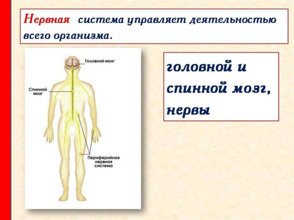 Тело управляет человеком. Нервная система. Строение человека презентация. Организм человека система органов 3 класс. Нервная система человека для детей.