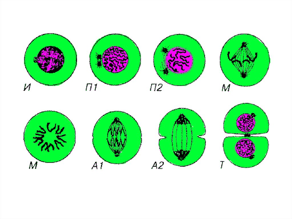 5 стадий деления клетки. Фазы деления клетки 5 класс биология. Деление растительной клетки 5 класс биология. Этапы деления растительной клетки. Делеение растительно йклетки.