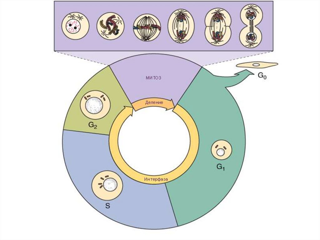 1 жизненный цикл клетки митоз. Жизненный цикл клетки митоз схема. Жизненный цикл клетки схема. Схема клеточного цикла интерфаза. Схема клеточного цикла митоза.