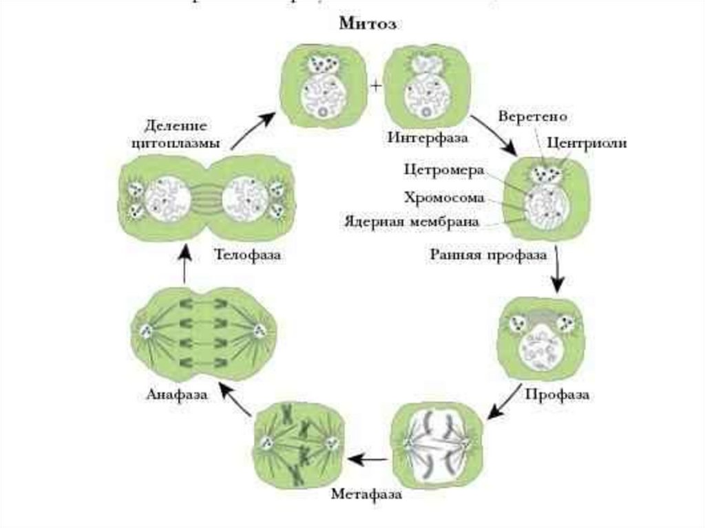 Цикл клеточного деления. Схема митотического деления растительной клетки. Митоз растительной клетки схема. Митотический цикл деления клетки схема. Деление растительной клетки митоз схема.